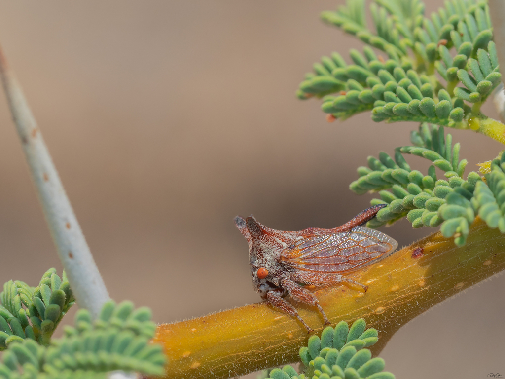 Oxyrhachis furva