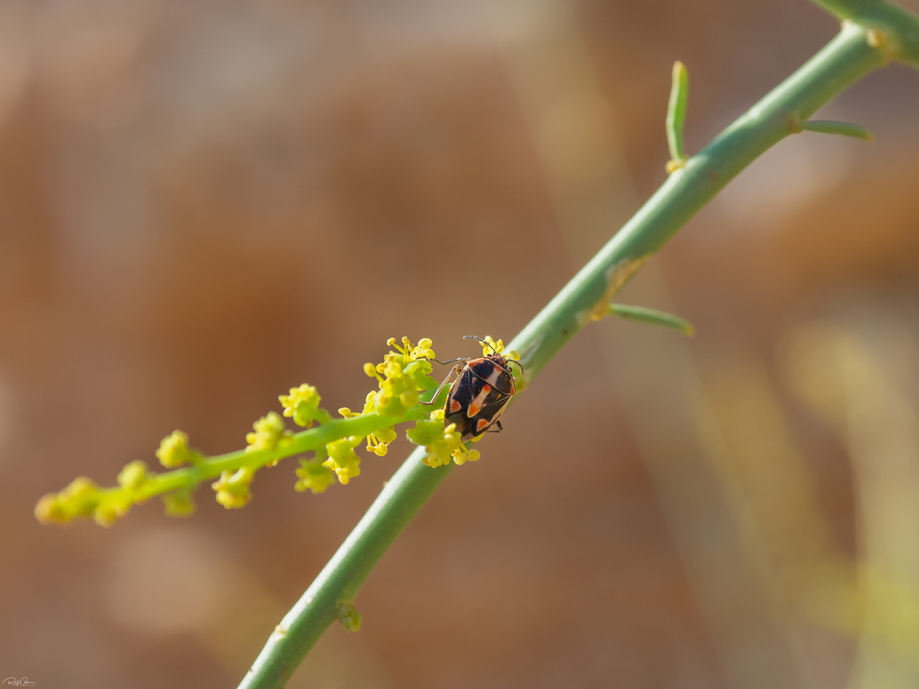 Bagrada Bug from נחל שני on August 02, 2024 at 08:00 AM by Rafi Amar ...