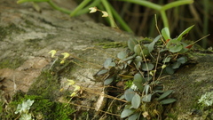 Specklinia