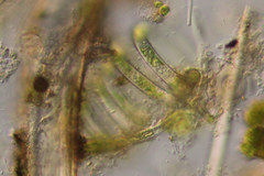Ophiocytium