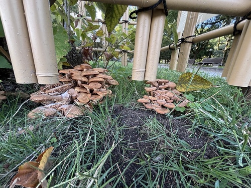 Desarmillaria tabescens