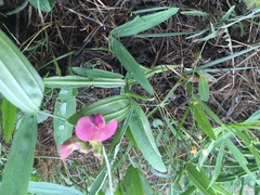 Lathyrus