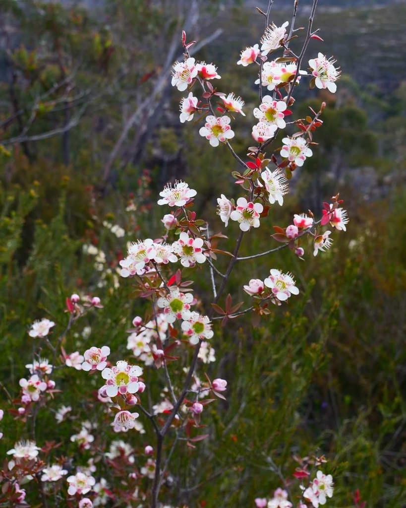 large-fruited tea tree from State Mine Gully NSW 2790, Australia on ...