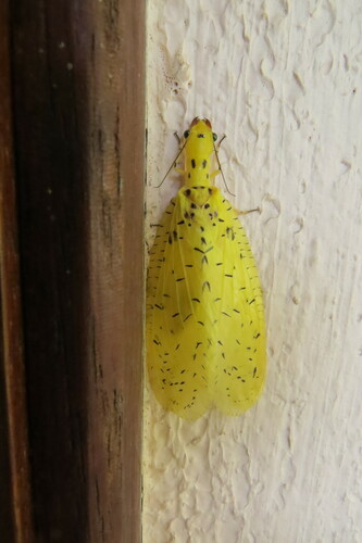 Chloronia corripiens photo 4