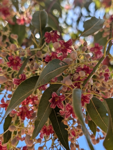 Brachychiton × turgidulus Guymer 2