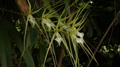Brassia verrucosa