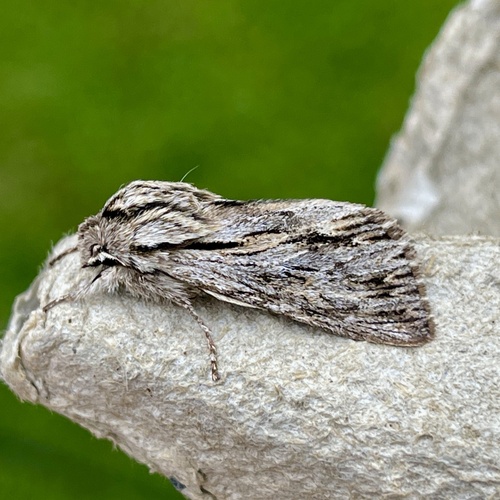 Sprawler, photo 5 of 7