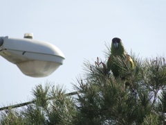 Rhynchopsitta terrisi