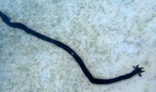 Polyplectana observed 2024-10-30