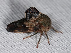Telamona decorata
