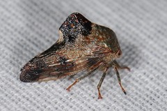 Telamona decorata