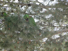 Rhynchopsitta terrisi