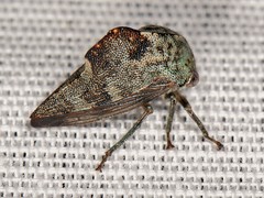 Telamona decorata
