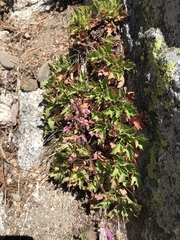 Heuchera rubescens