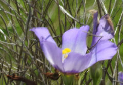 Eustoma russellianum