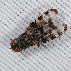 Pseudotephritis approximata