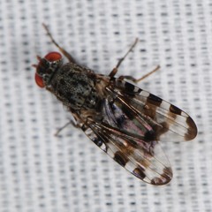 Pseudotephritis approximata