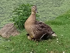 Anas platyrhynchos