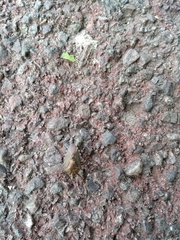 Pentatoma rufipes