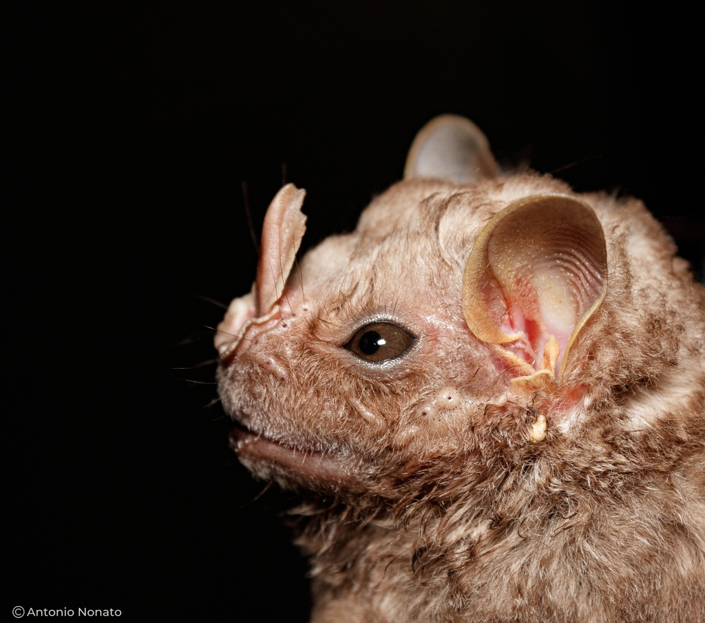 Hairy Big-Eyed Bat