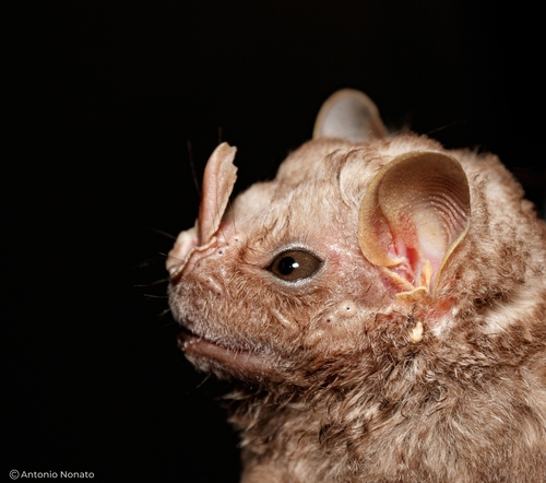 Hairy Big-eyed Bat