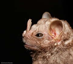 Hairy Big-Eyed Bat photo 1