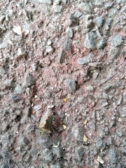 Pentatoma rufipes