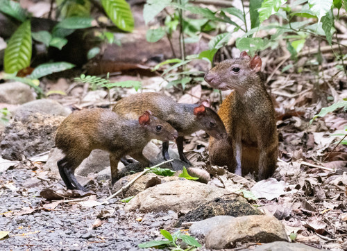Central American Agouti, Puntarenas Province, Costa Rica, photo 6 of 10