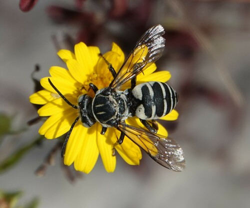 Triepeolus monardae