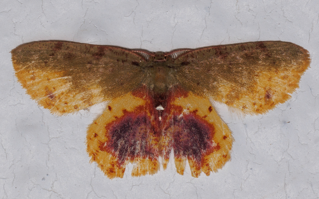 Chrysocraspeda pryeri
