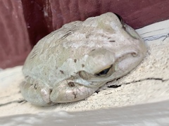 Osteopilus septentrionalis