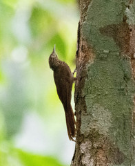 Little Long-Tailed Woodcreeper photo 1