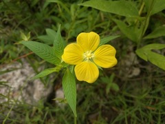Ludwigia hexapetala