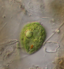 Phacus orbicularis