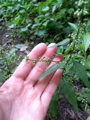 Angiospermae