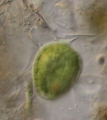 Phacus orbicularis