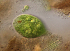 Euglena oblonga