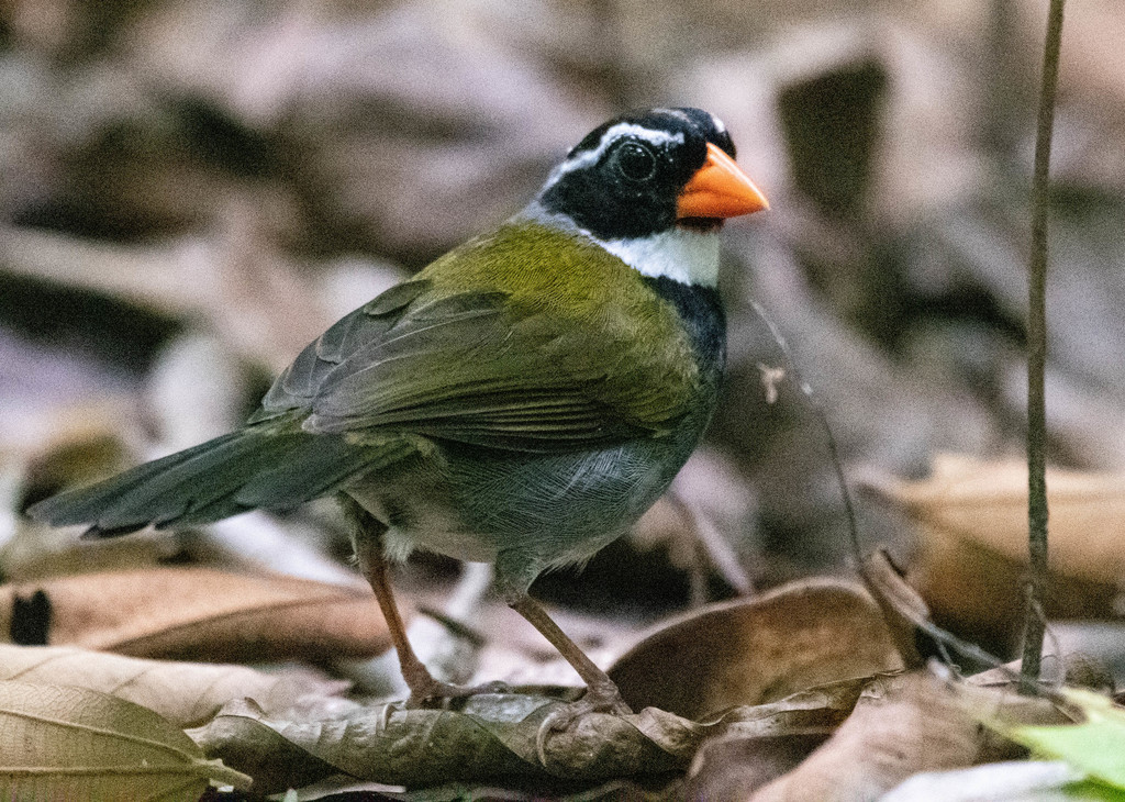Orange-Billed Sparrow