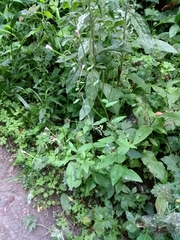 Angiospermae