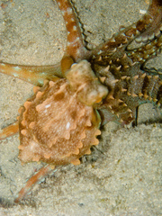 Callistoctopus ornatus