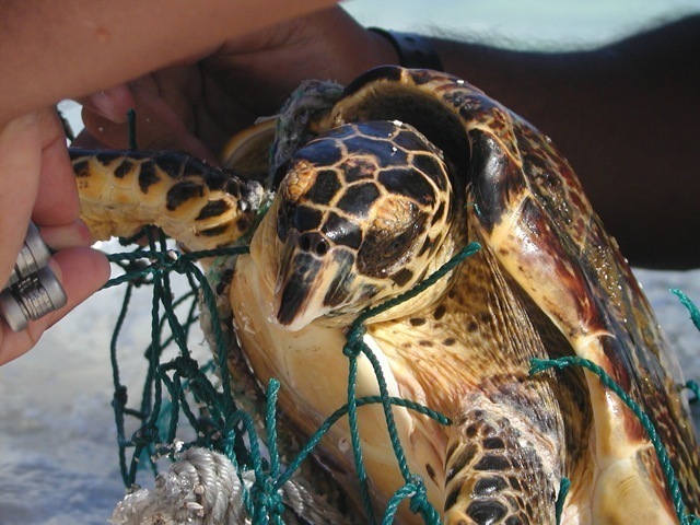 Photo of Hawksbill turtle (Eretmochelys imbricata)