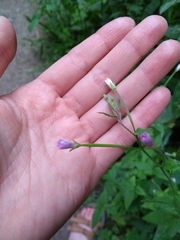 Angiospermae