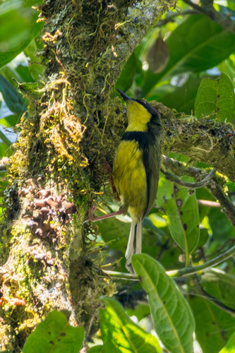 Yellow-throated Apalis (Apalis flavigularis), photo 2