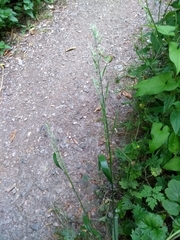 Poaceae