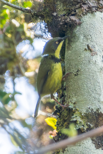 Yellow-throated Apalis (Apalis flavigularis), photo 3
