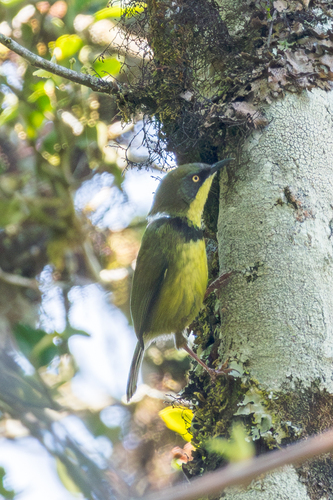 Yellow-throated Apalis (Apalis flavigularis), photo 4