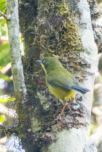 Yellow-throated Apalis (Apalis flavigularis), photo 5