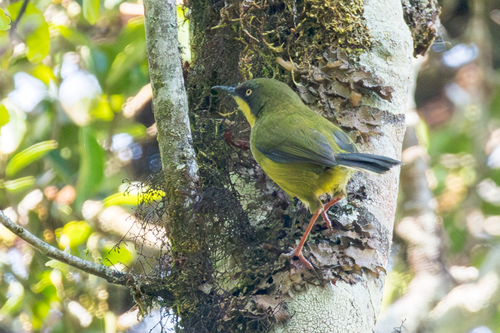 Yellow-throated Apalis (Apalis flavigularis), photo 6