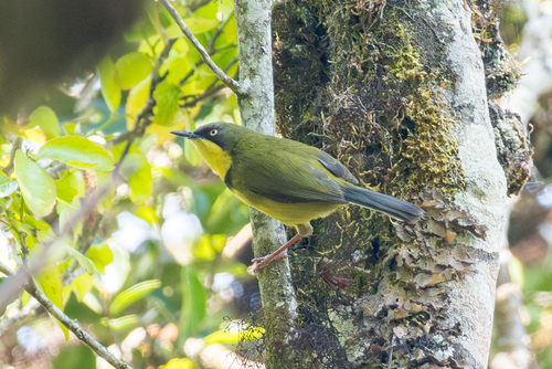 Yellow-throated Apalis (Apalis flavigularis), photo 2