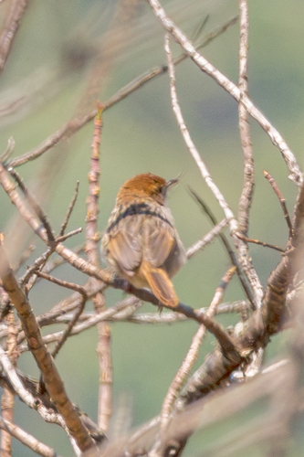 Wailing Cisticola (Cisticola lais), photo 10